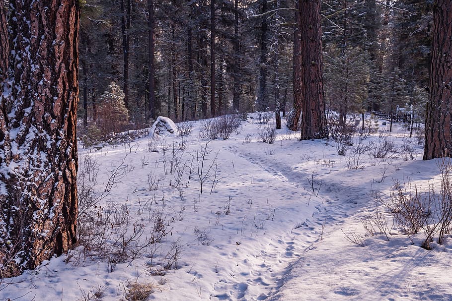 Snowy Forest, cold, daylight, daytime, environment, frost, frosty weather HD wallpaper