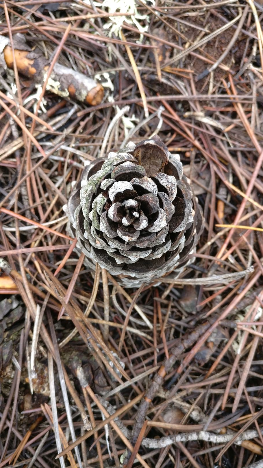 pineapple, pinewood, pine nuts, plant, dry, close-up, nature HD wallpaper