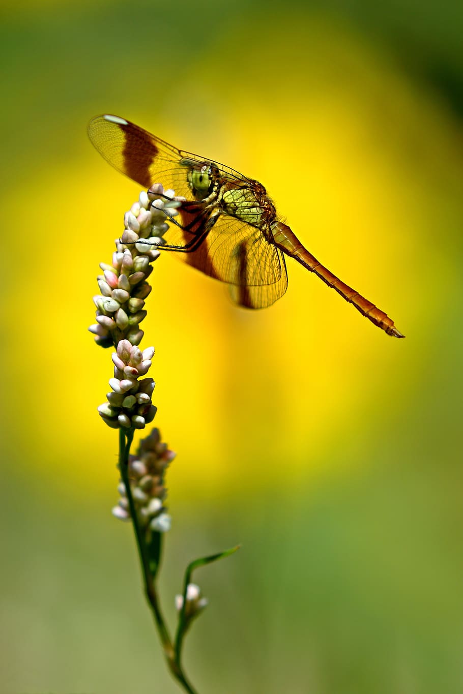 dragonfly, nature, ali, summer, one animal, insect, invertebrate HD wallpaper