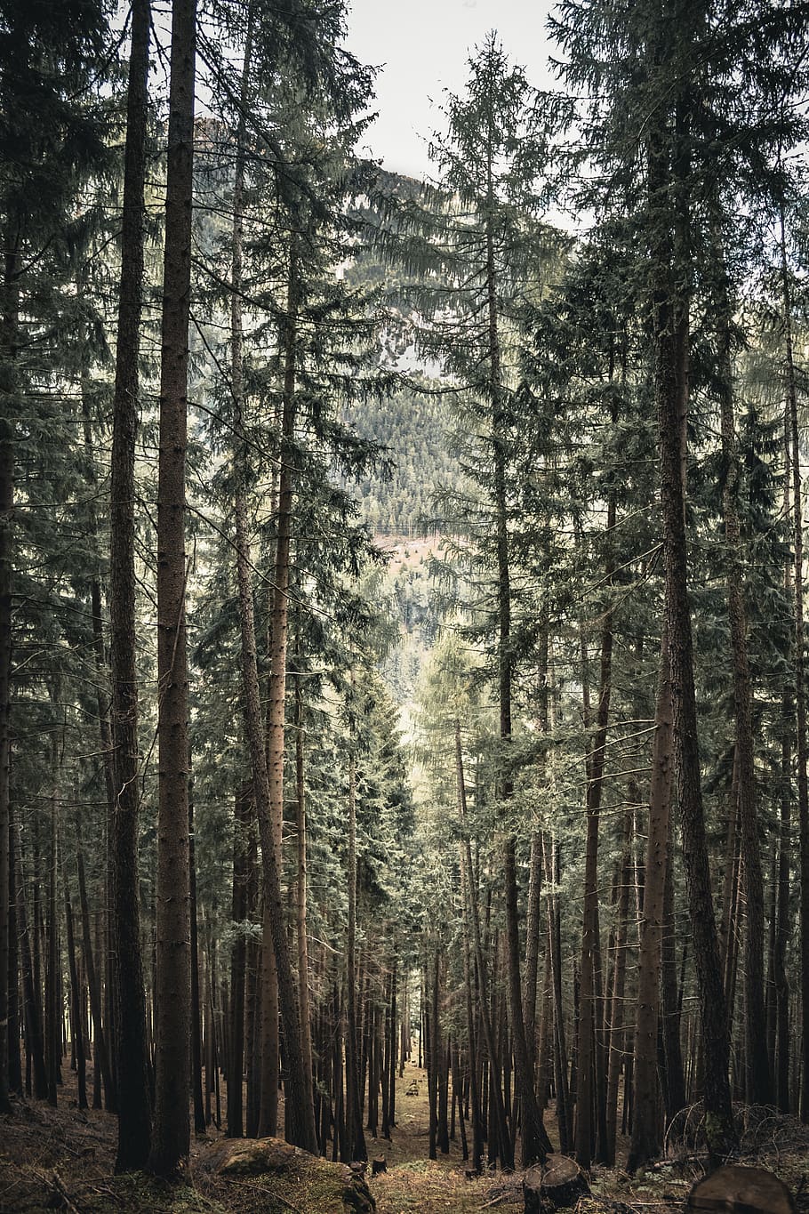 Tall Trees , branches, conifer, coniferous, daylight, environment HD wallpaper