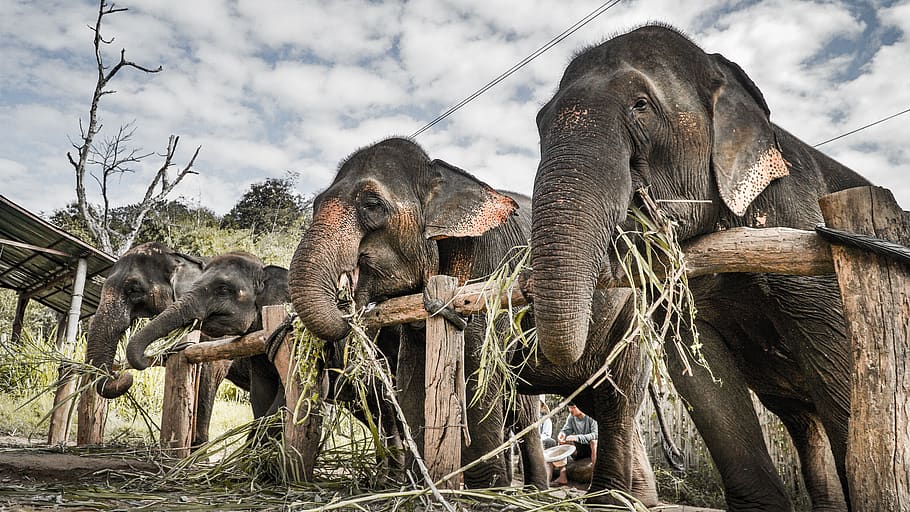 four black elephants eating, animal, animal themes, group of animals HD wallpaper