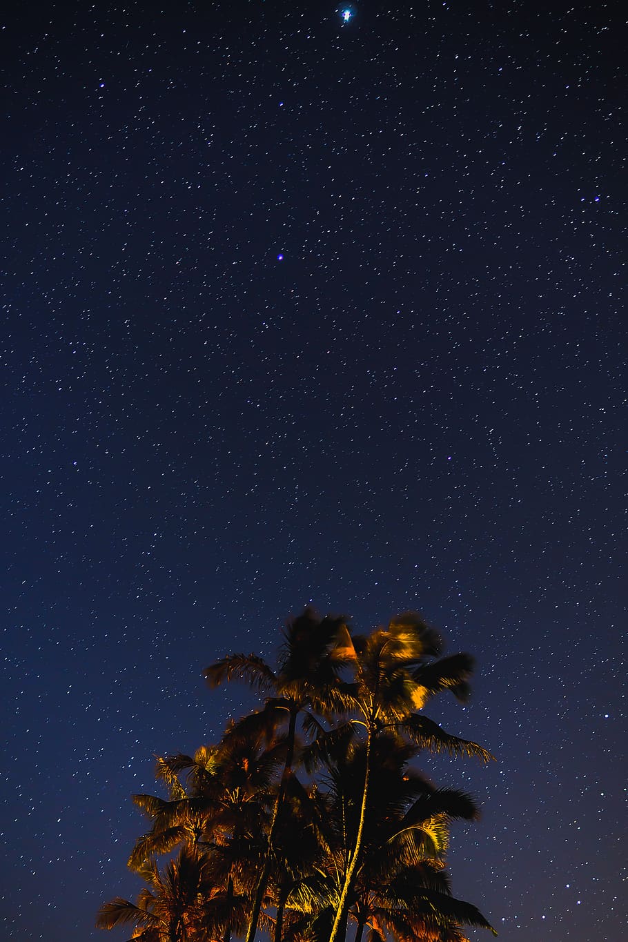 united states, haleiwa, tree, trees, beach, night, sky, night sky, HD wallpaper
