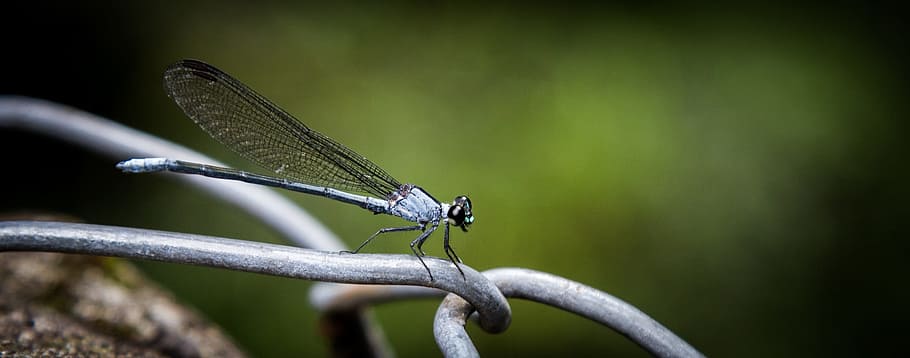 damsel, fly, damselfly, animal, wild, nature, insect, animal wildlife HD wallpaper