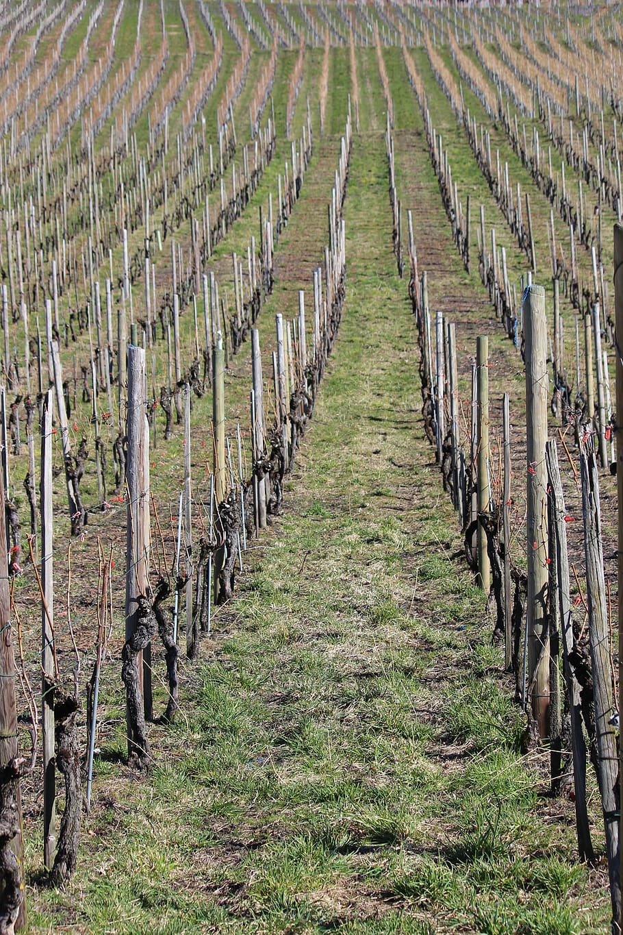 vineyard, winter, nature, landscape, agriculture, in a row HD wallpaper