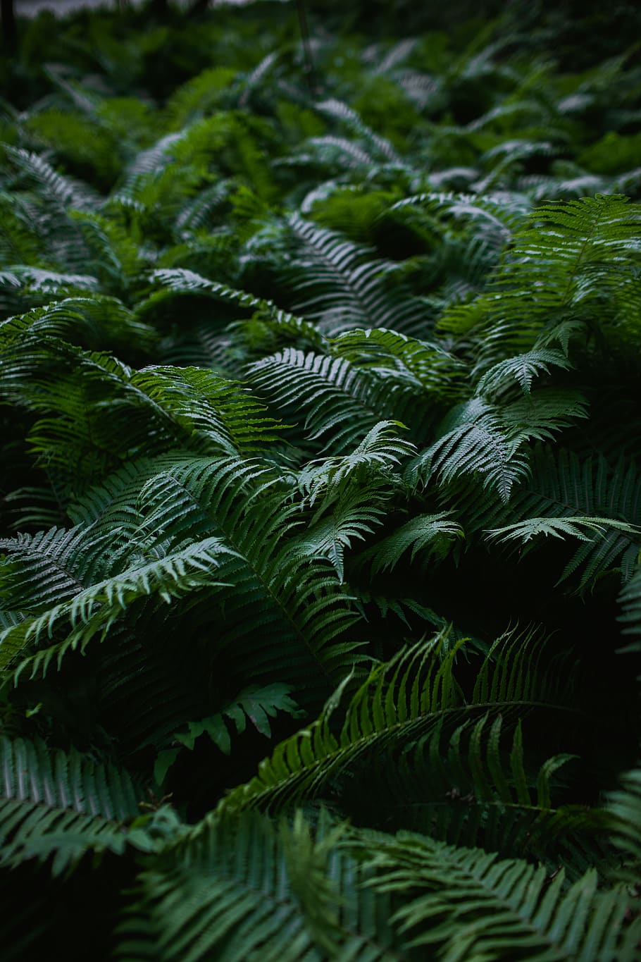 green palm trees, leaf, plant part, growth, green color, fern HD wallpaper