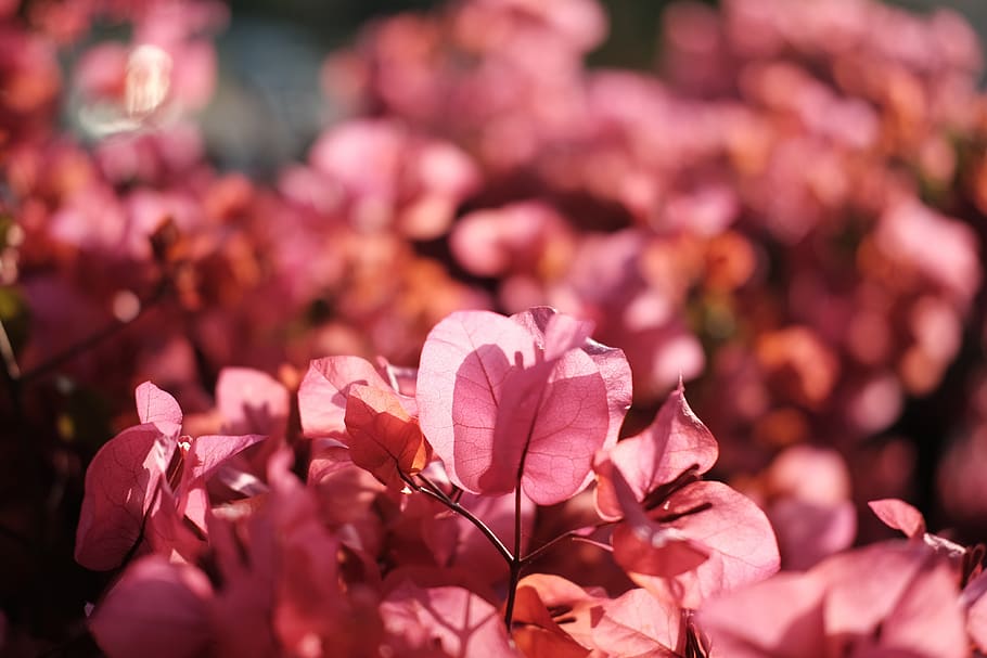 flowering plant, pink color, beauty in nature, fragility, freshness HD wallpaper