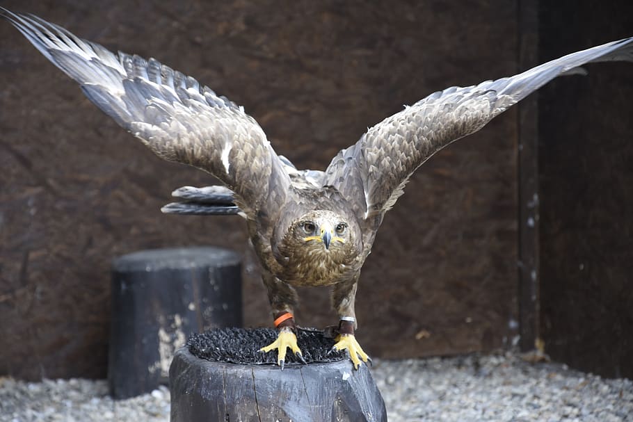 hawk, falcon, bird, fly, sky, tree, forest, animal, taking off HD wallpaper