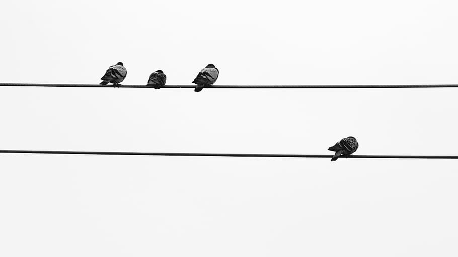 background, backgrounds, peaceful, pigeons, animal, hydro line HD wallpaper