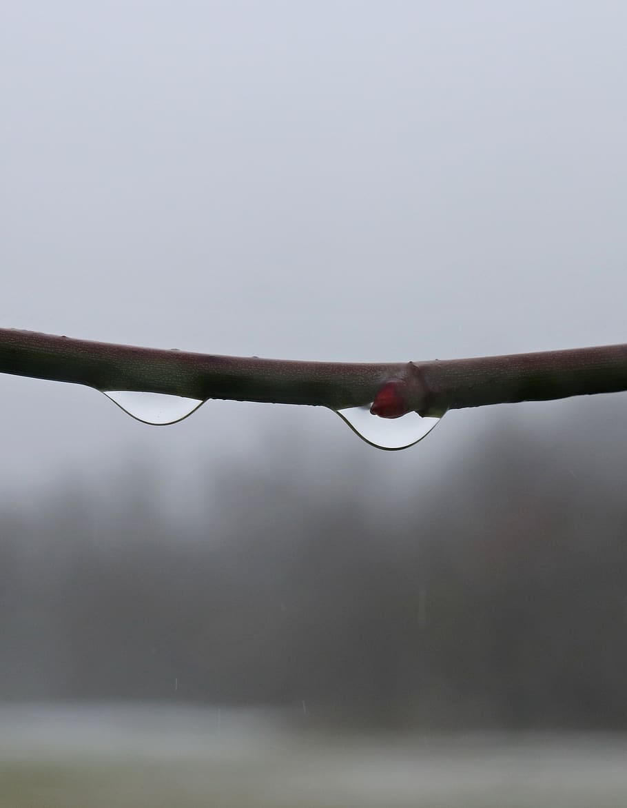 dew, dewdrop, autumn refraction, raindrop, nature, wet, close-up HD wallpaper