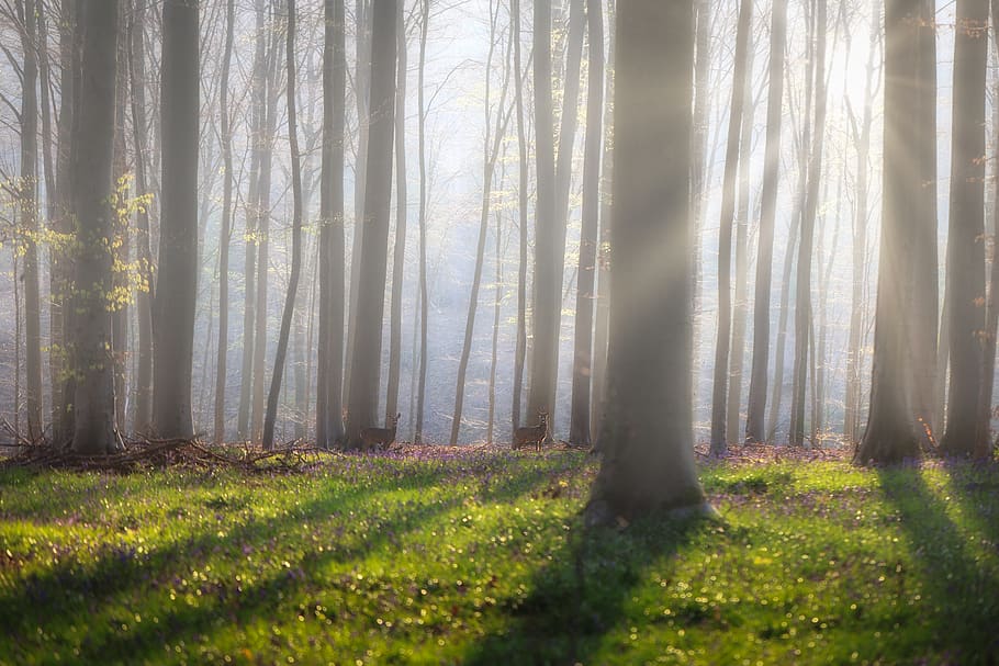 Tall Brown Trees, dawn, environment, fall, fog, grass, guidance HD wallpaper
