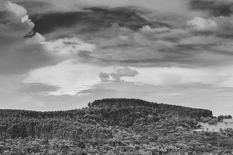 skyline, trees, clouds, bw, black and white, nature, country HD wallpaper