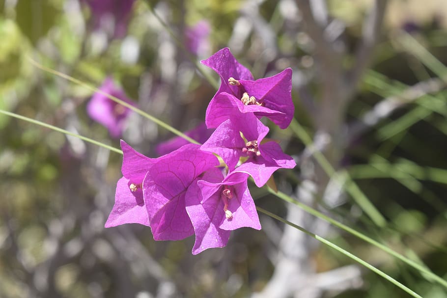 flower, exappiah, plant, beauty in nature, flowering plant HD wallpaper