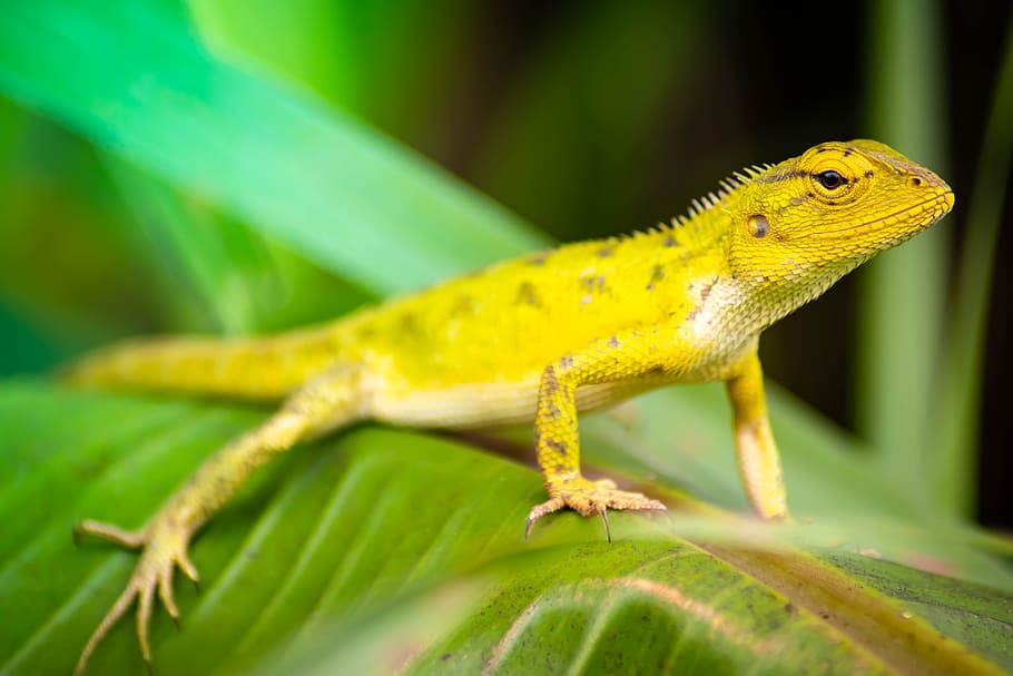chameleon, background, isolated, green, animal, nature, white HD wallpaper