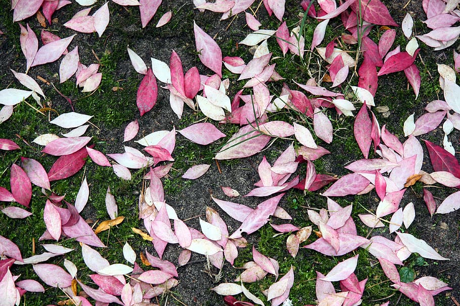 autumn leaves, background, plant, full frame, high angle view HD wallpaper