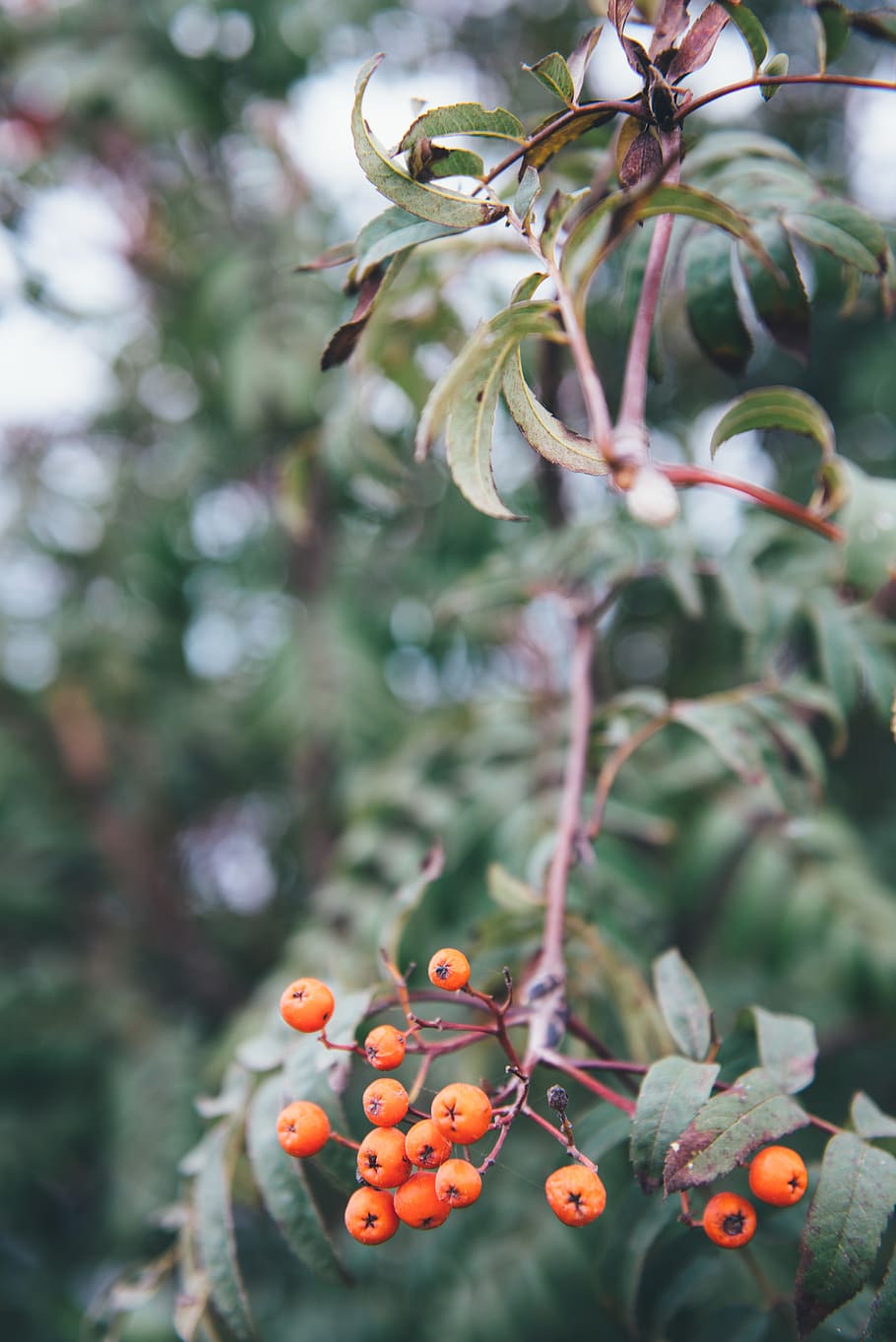 latvia, fruit, food, healthy eating, food and drink, growth HD wallpaper