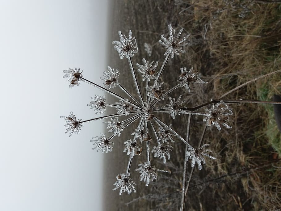belgium, dendermonde, plant, no people, nature, vulnerability HD wallpaper