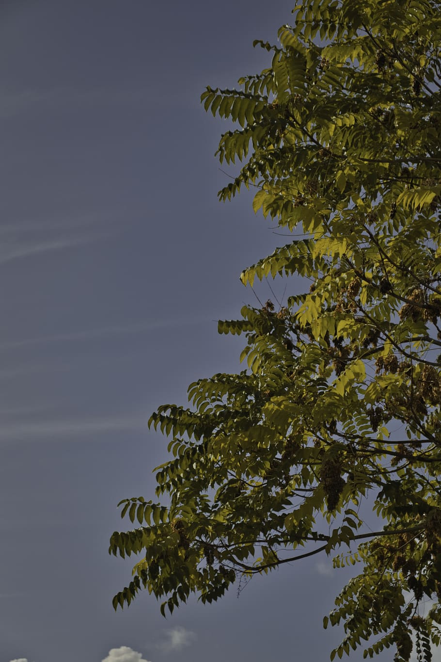 tree, plant, flare, light, outdoors, nature, tree trunk, fujifilm HD wallpaper