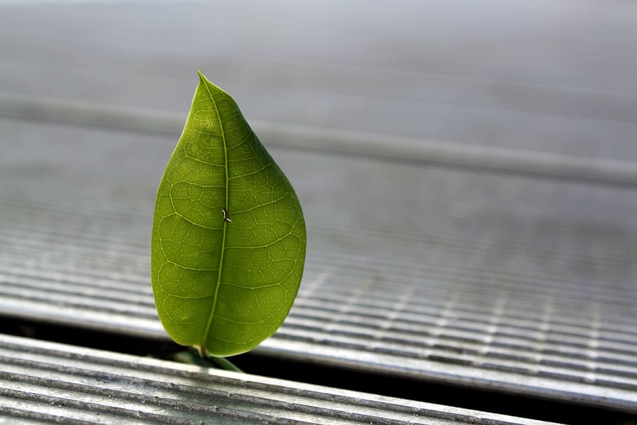 leaf, nature, green, plant part, green color, close-up, focus on foreground HD wallpaper