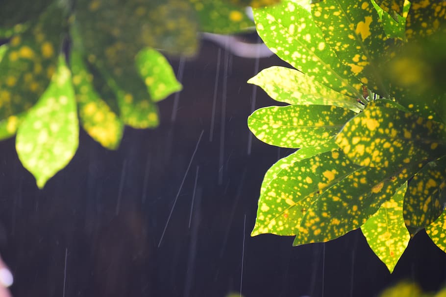 Closed Up Photo of Green and Yellow Croton Plant, bright, close -up HD wallpaper