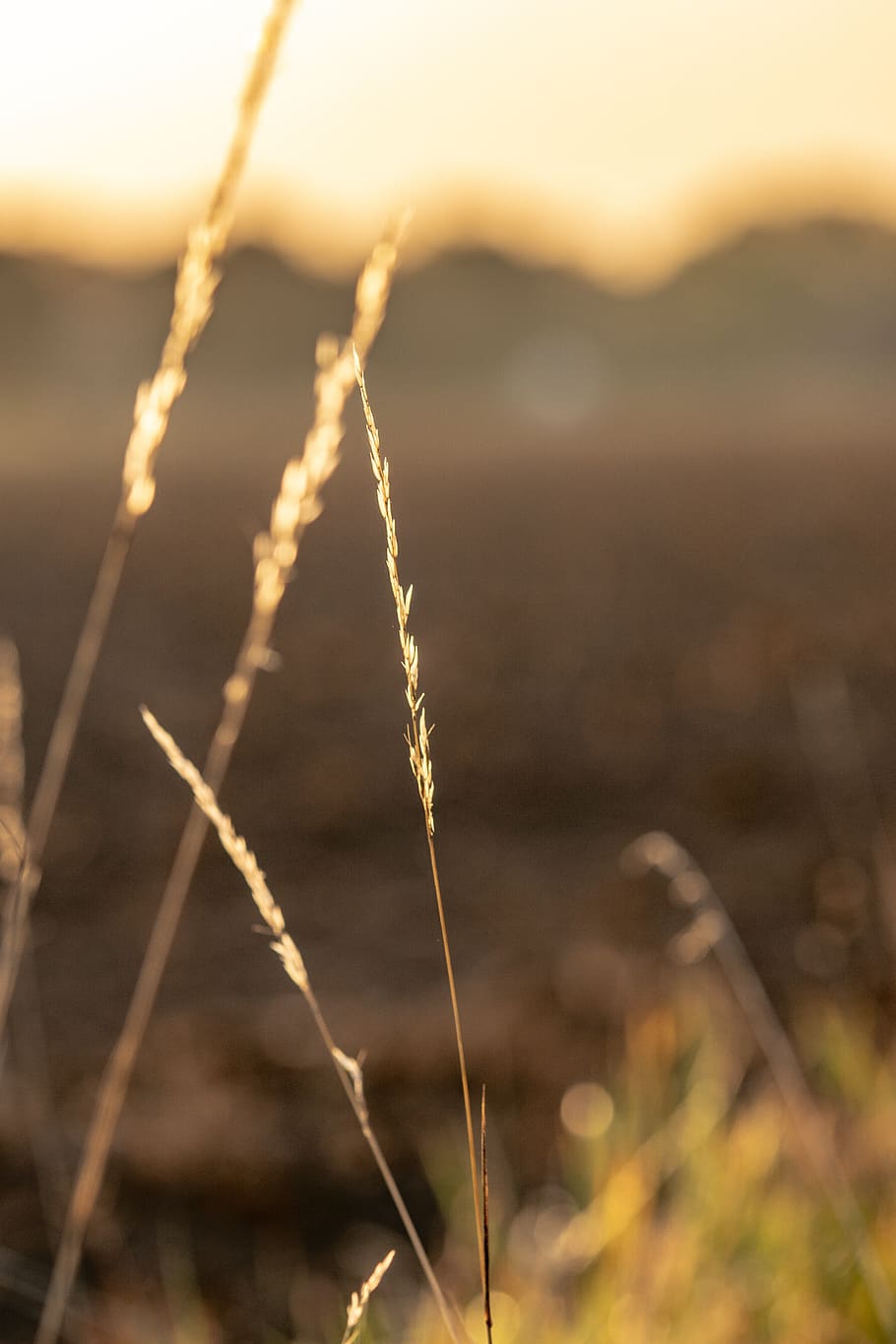 nature, grass, landscape, sunset, rest, field, still, evening HD wallpaper