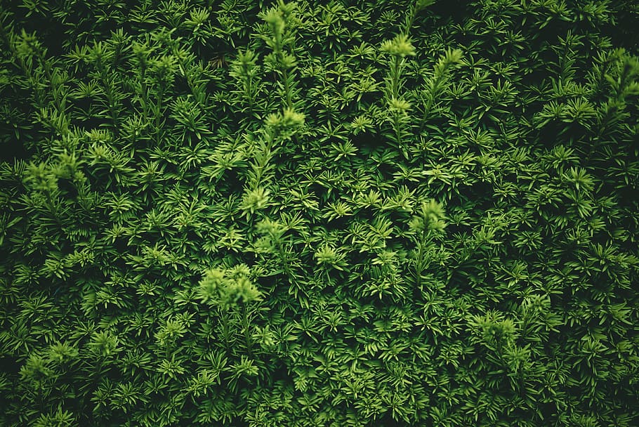 green leaf plants during daytime, green color, nature, growth HD wallpaper