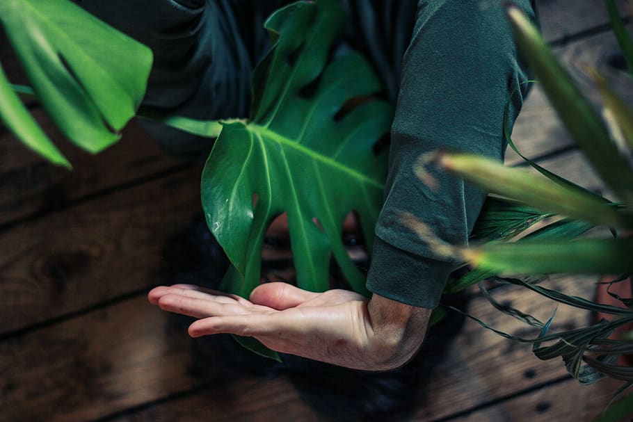 person showing hand, plant, eindhoven, netherlands, tree, wood HD wallpaper