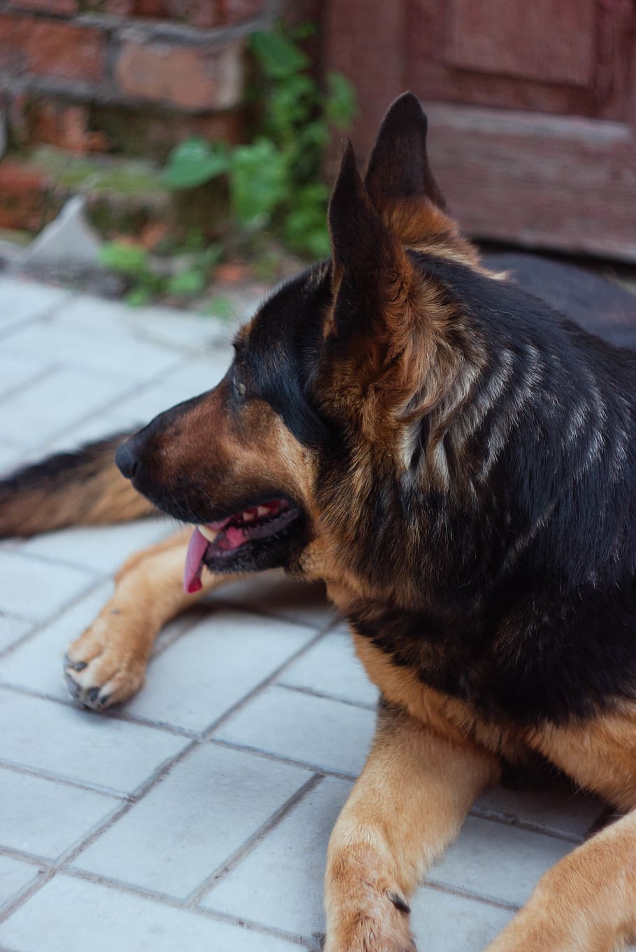 сумы, shepherd, pet, dog, german shepherd, canon, outdoor HD wallpaper
