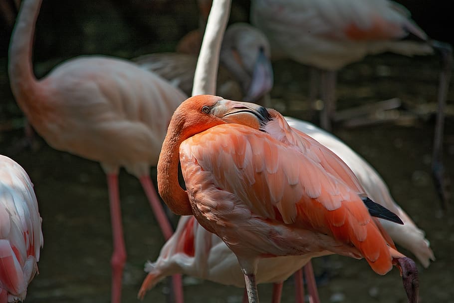 flamingo, bird, salmon, pride, plumage, animal world, bill HD wallpaper
