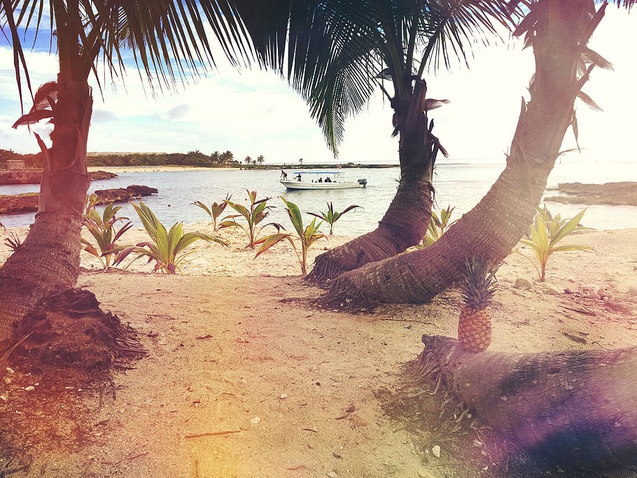pineapple on tree log along seashore, water, land, sky, beach HD wallpaper