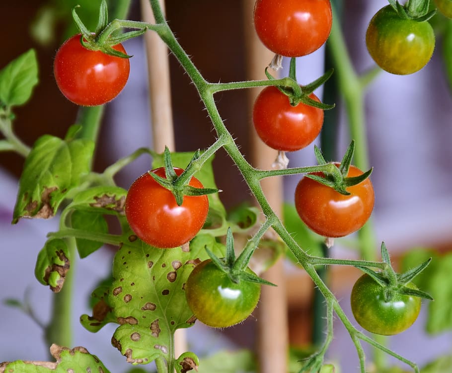 tomatoes, cocktailtomaten, red, kitchen, cook, eat, vegetables HD wallpaper