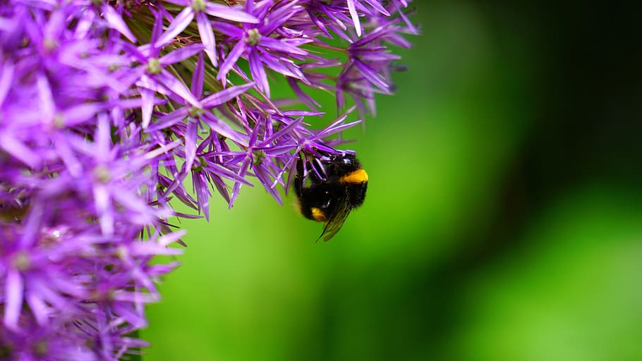nature, closeup, macro, bee, flowers, purple, lavender, invertebrate HD wallpaper