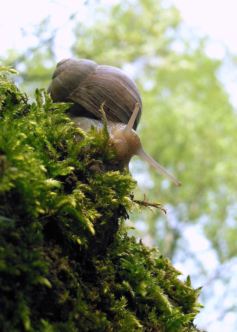 snail, forest, mollusk, crawl, invertebrates, nature, tree HD wallpaper