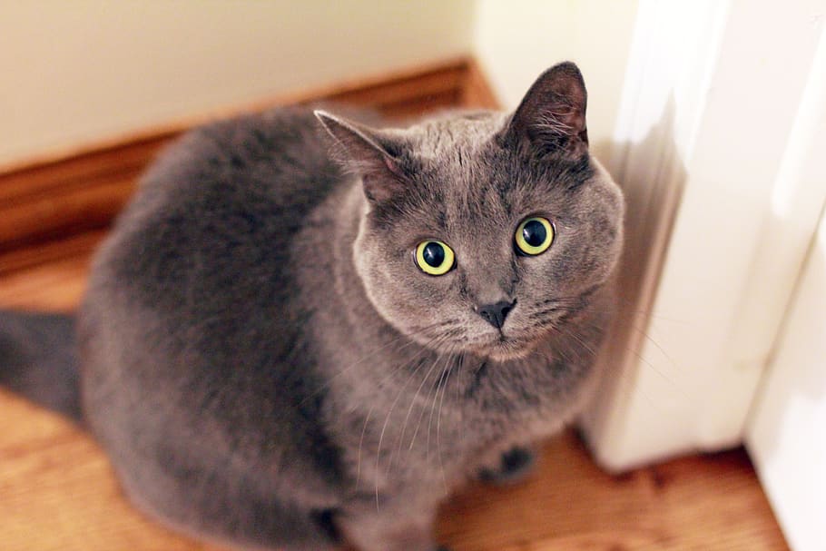 Gray Short-fur Cat Near White Door, animal, cat face, close-up HD wallpaper