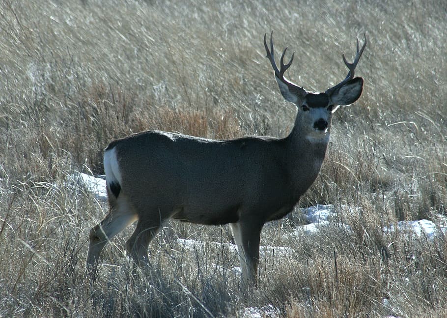 mule deer, buck, antlers, wildlife, nature, male, outdoors, HD wallpaper
