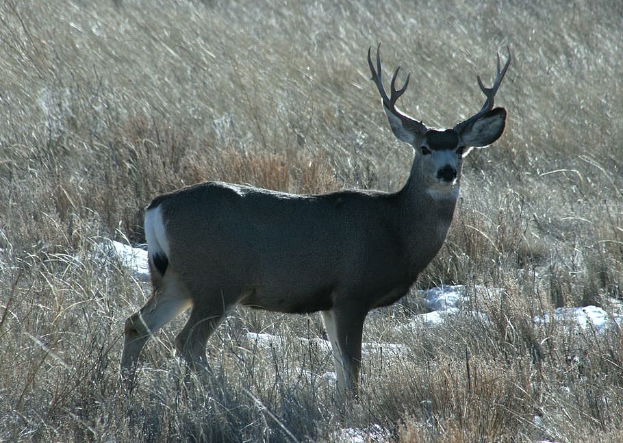 mule deer buck wallpaper