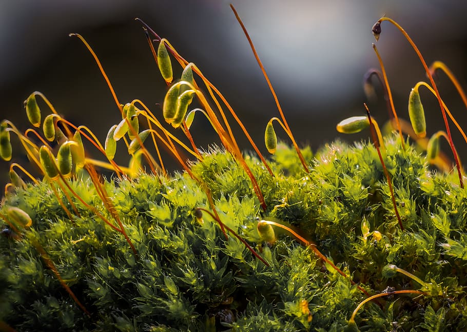 moss, nature, spring, plants, countryside, ypaithro, green HD wallpaper