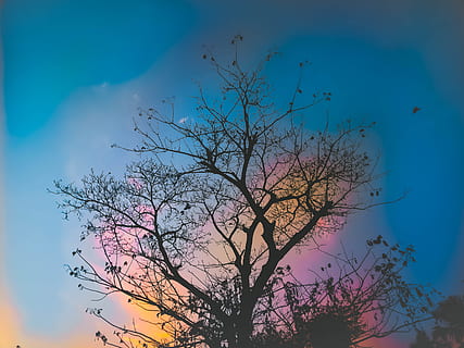 Low Angle Photography of Bare Tree, art, artsy, beautiful, branches HD wallpaper