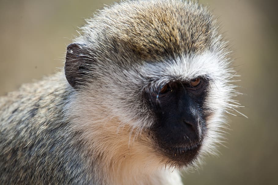 tanzania, tarangire national park, monkey, africa, one animal, HD wallpaper