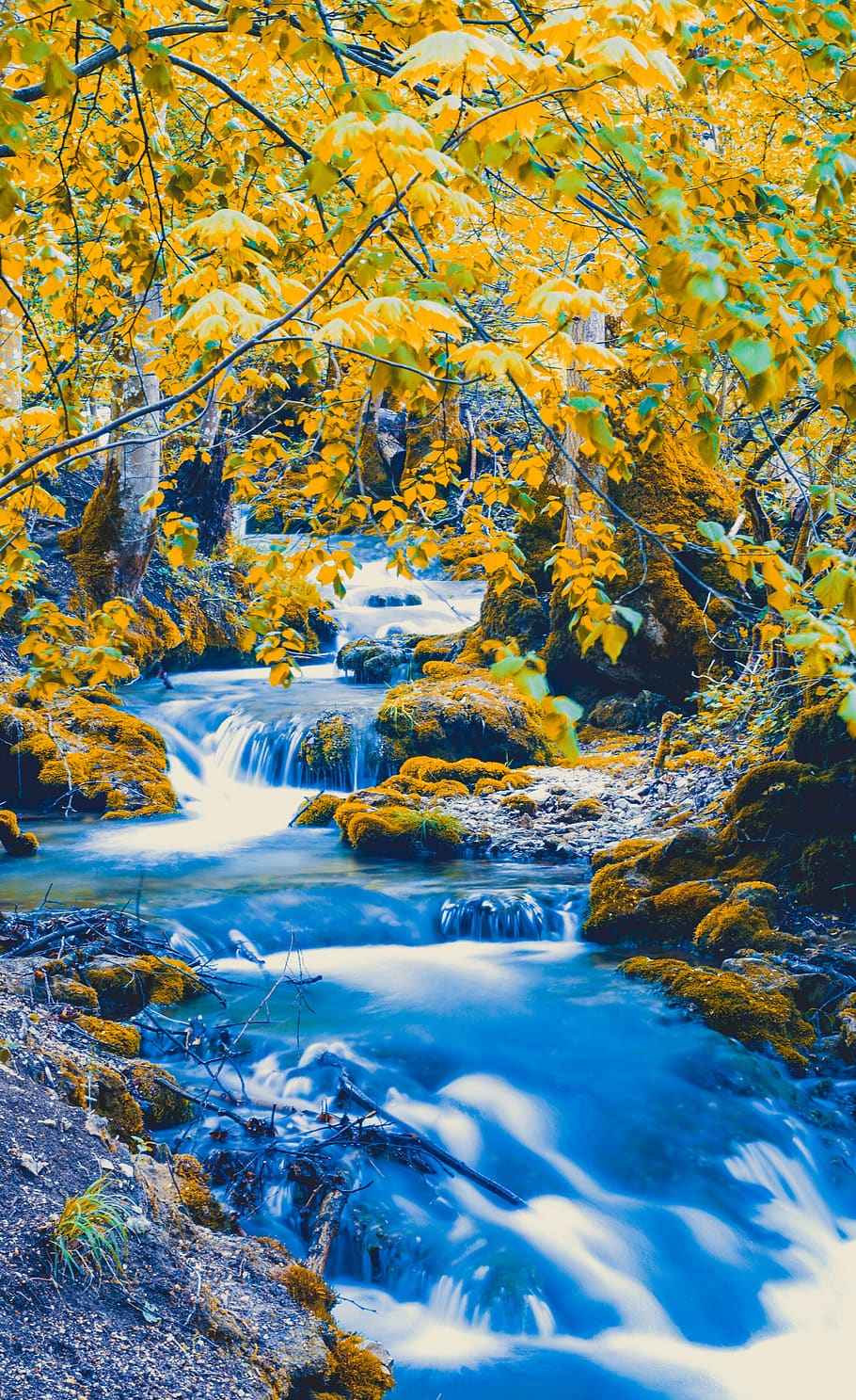 plant, leaf, nature, water, outdoors, river, tree, land, stream HD wallpaper