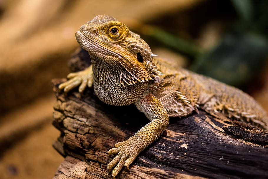 lizard, wild, animal, nature, jungle, zoo, park, reptile, animal themes HD wallpaper