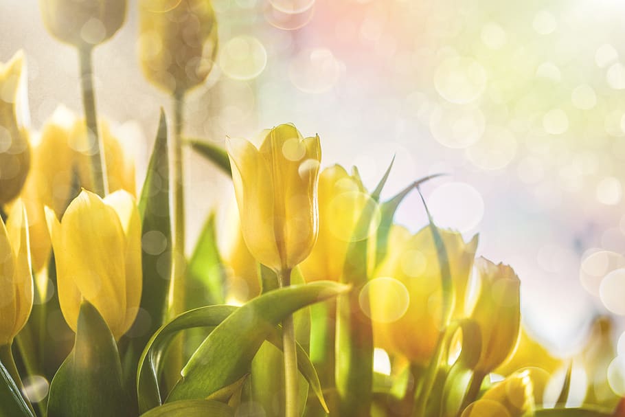 flower, tulip, yellow, spring, bloom, plant, green, wallpaper HD wallpaper