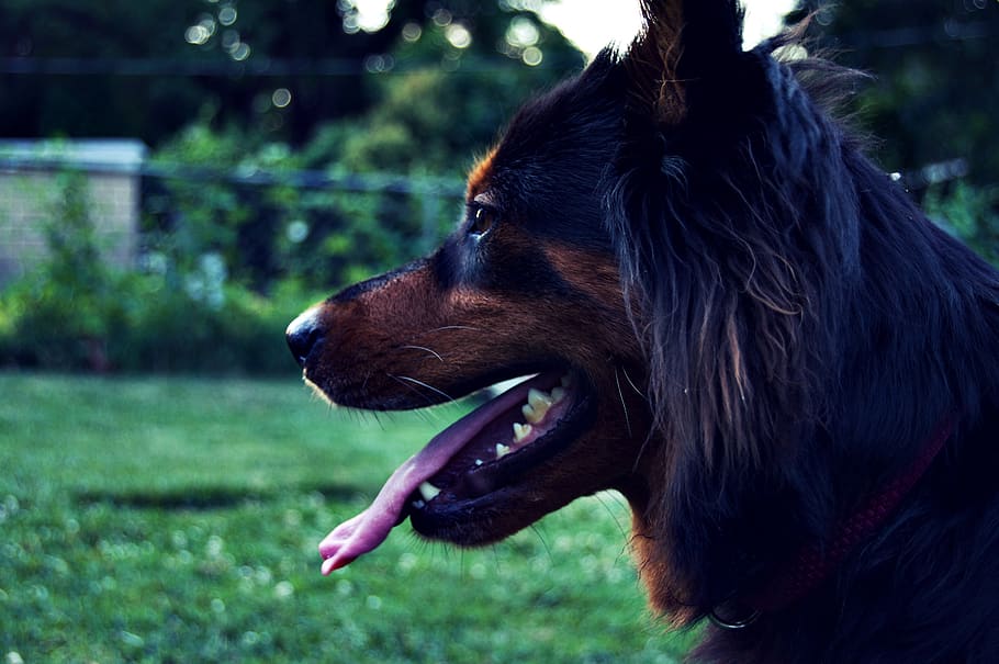 dog, profile, green, happy, sunset, smile, black, one animal HD wallpaper