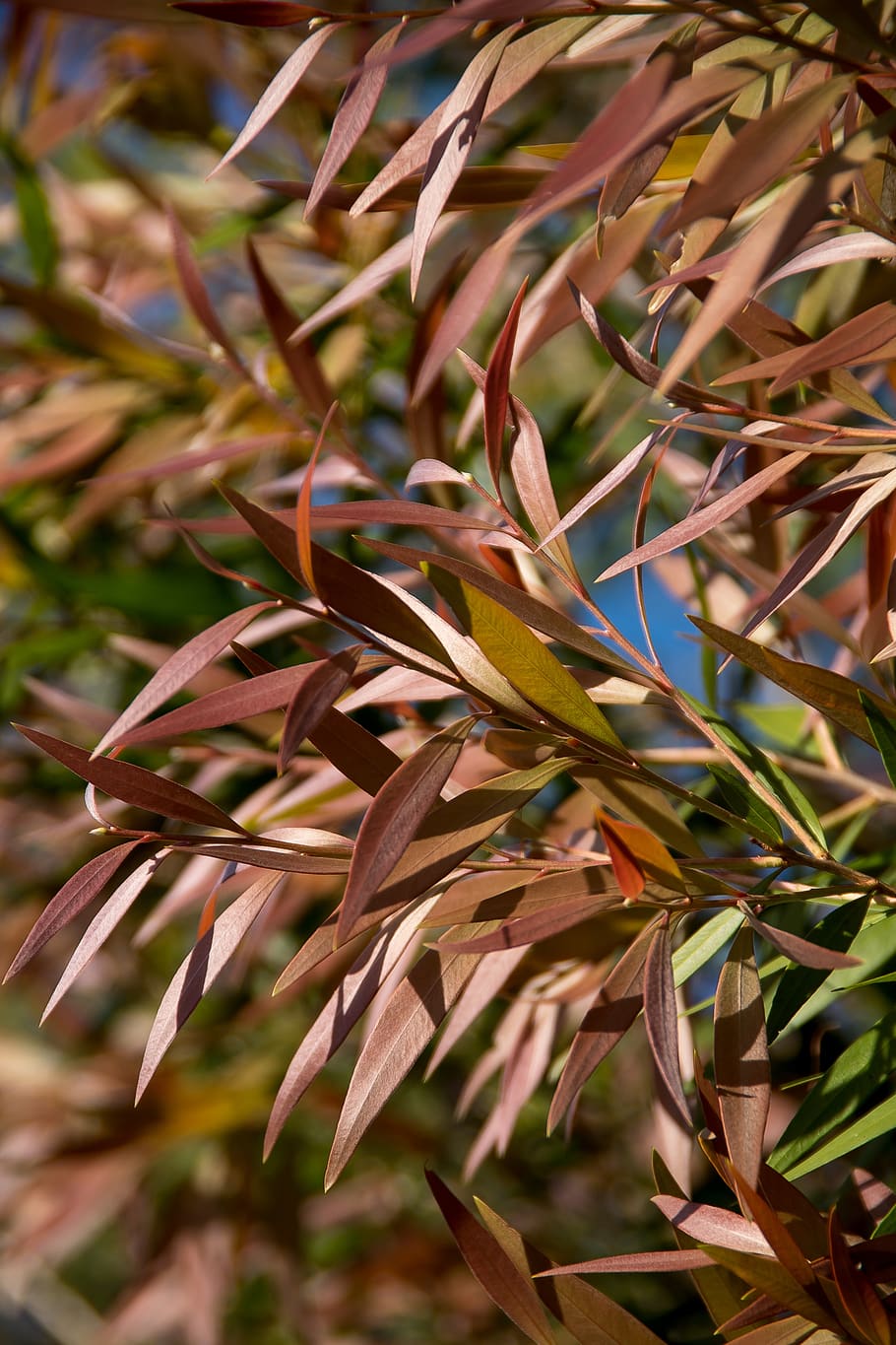 leaves, pink, foliage, australian, tree, immature, growth, plant HD wallpaper