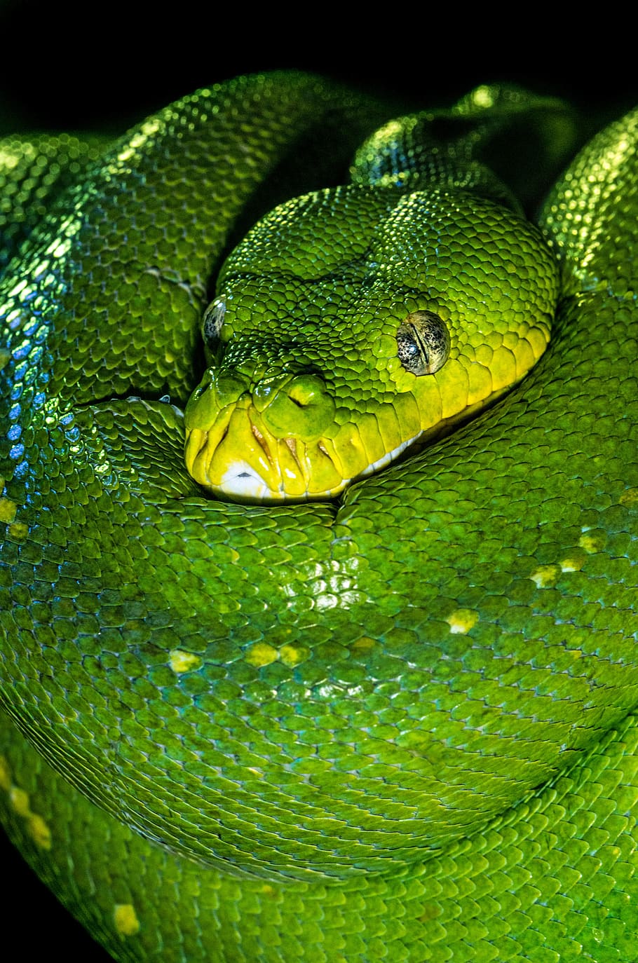 green snake, green color, one animal, animal themes, animal wildlife HD wallpaper