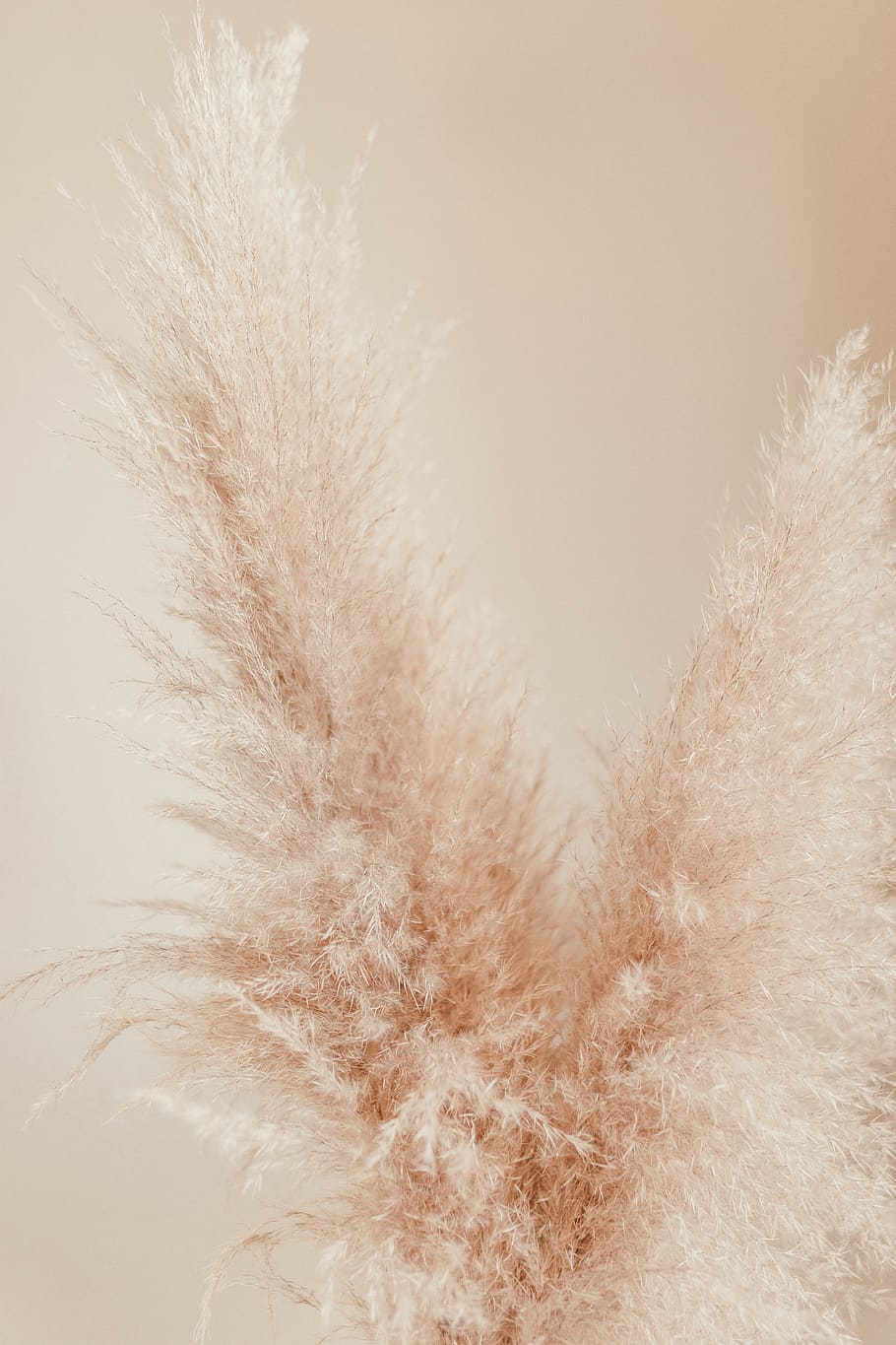 plant, grass, lawn, reed, animal, bird, outdoors, ice, nature HD wallpaper