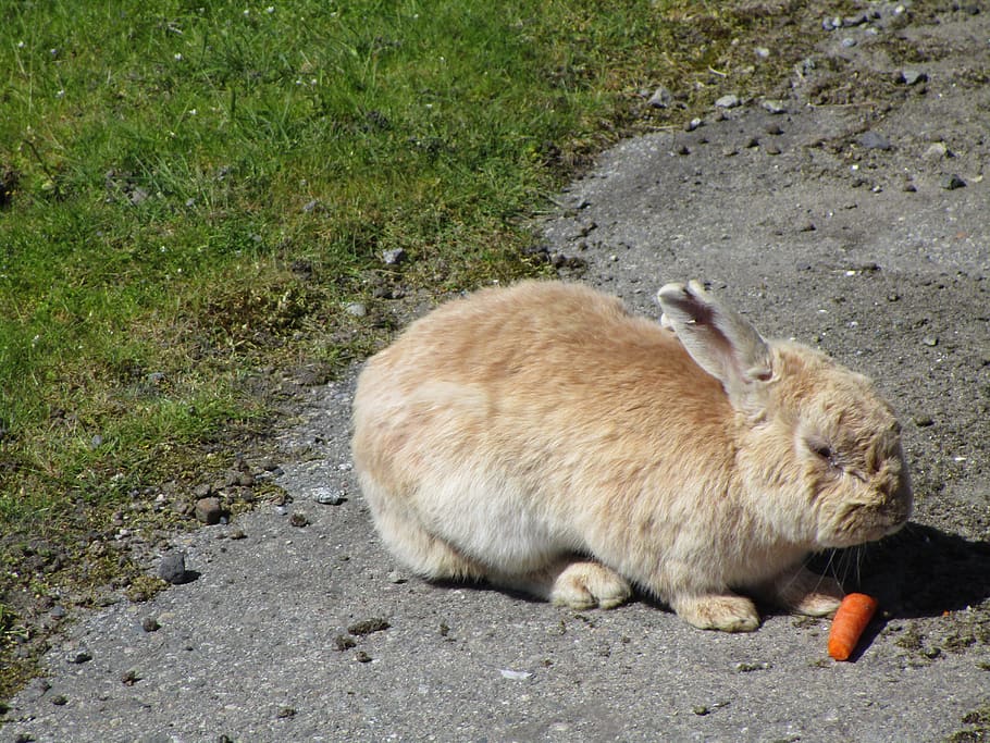 bunny, rabbit, brown, white, mammal, jericho beach, animal themes HD wallpaper
