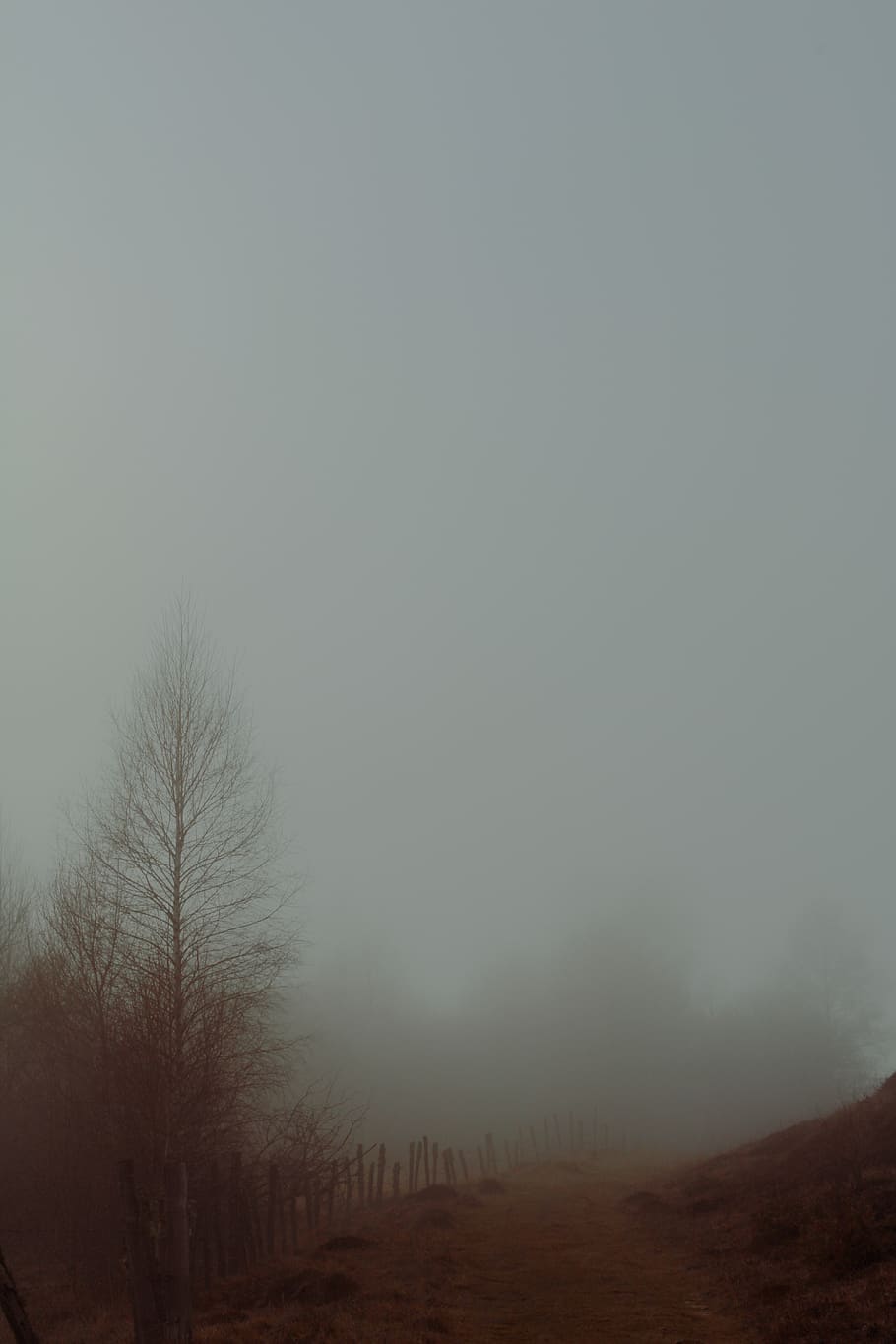 green leaf trees at daytime, nature, weather, fog, mist, outdoors HD wallpaper