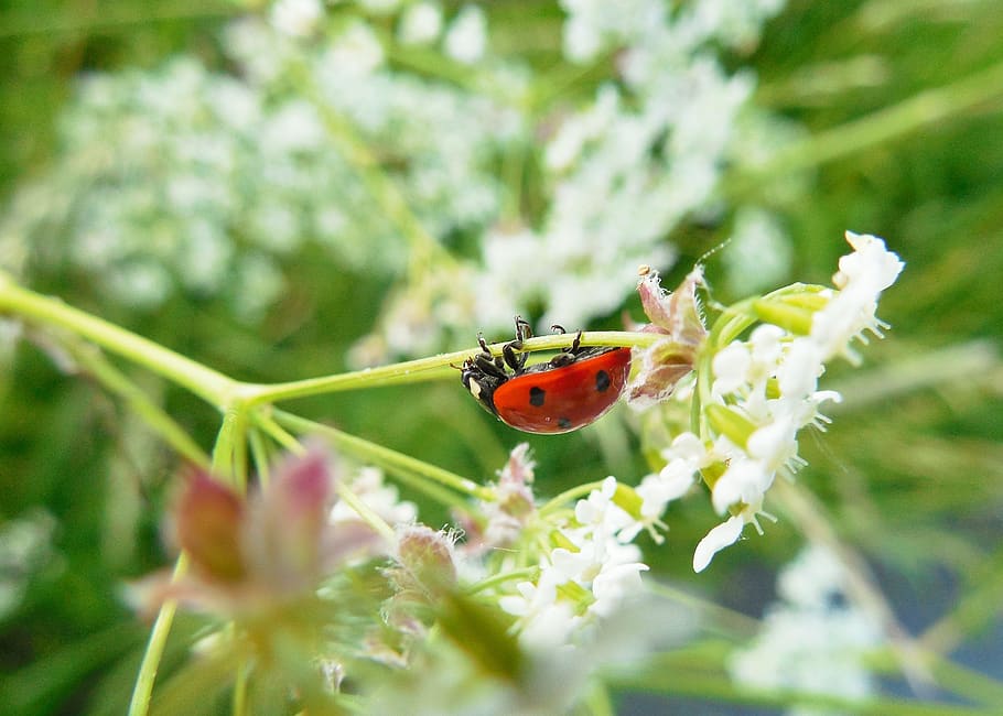 ladybug, meadow, summer, invertebrate, insect, animal themes HD wallpaper