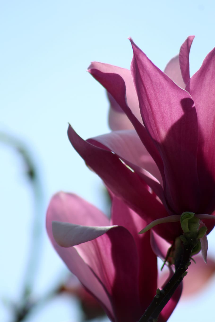 magnolia, flower, spring, flowering plant, beauty in nature HD wallpaper