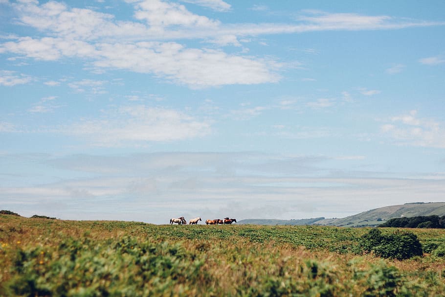 green, grass, herd, animal, horse, highland, landscape, blue HD wallpaper
